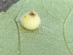 Caryomyia hirtidolium