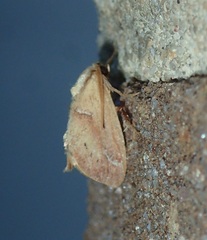 Adoneta bicaudata