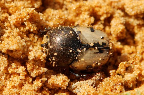 Onthophagus suturellus