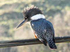 Megaceryle torquata stellata