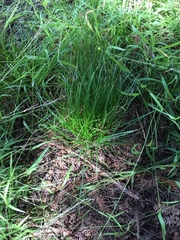 Carex gracilior