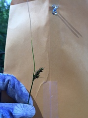 Carex gracilior