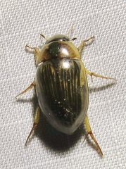 Tropisternus collaris