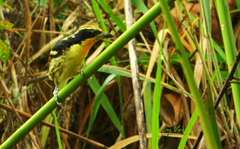 Capito auratus