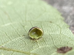 Caryomyia glauciglobus