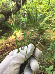 Carex gracilior