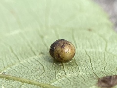 Caryomyia glauciglobus