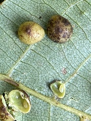 Caryomyia glauciglobus