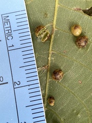 Caryomyia glauciglobus