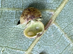 Caryomyia glauciglobus