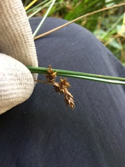 Carex gracilior