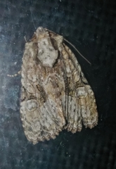 Oligia modica