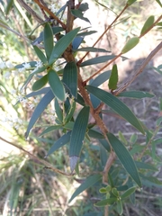 Leucopogon affinis