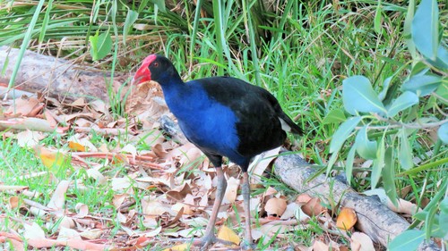 Australasian Swamphen, photo 9 of 9