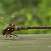 Fawn Darner - Photo (c) Stephen Durrenberger, some rights reserved (CC BY-NC-SA)