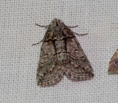 Calathusa hypotherma