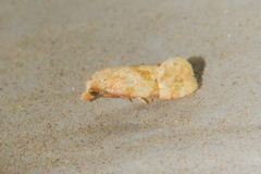 Platphalonidia magdalenae