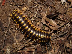 Brachoria hendrixsoni