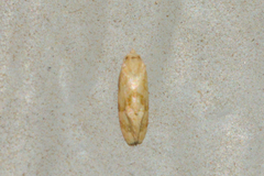 Platphalonidia magdalenae