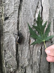 Osmoderma subplanata