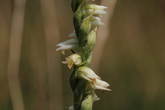 Spiranthes casei