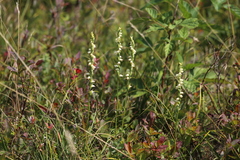Spiranthes casei