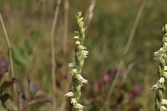 Spiranthes casei