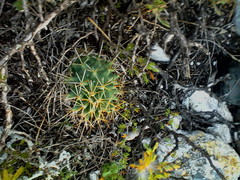 Coryphantha octacantha