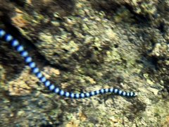 Laticauda laticaudata