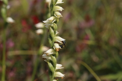 Spiranthes casei