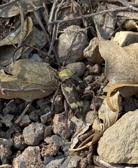 Megacyllene antennata