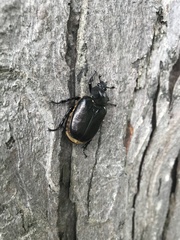 Osmoderma subplanata