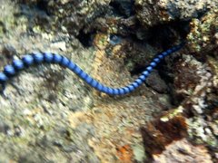 Laticauda laticaudata