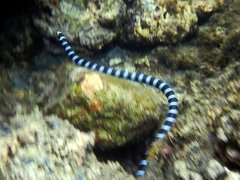Laticauda laticaudata