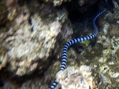 Laticauda laticaudata