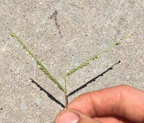 Paspalum distichum iNat (3)