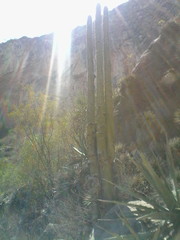 Cephalocereus polylophus