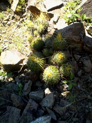Echinofossulocactus sulphureus