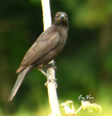 Passeriformes