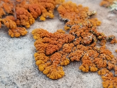 Xanthomendoza trachyphylla