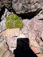 Mammillaria longimamma