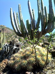 Mammillaria compressa compressa