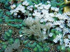 Clavularia