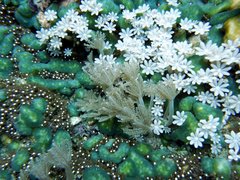 Clavularia