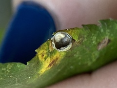 Caryomyia viscidolium