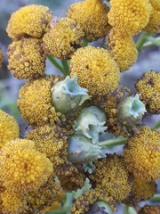 Rhopalomyia tanaceticola