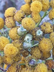 Rhopalomyia tanaceticola