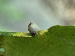 Caryomyia viscidolium