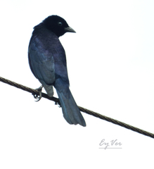 Passeriformes