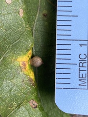 Caryomyia viscidolium